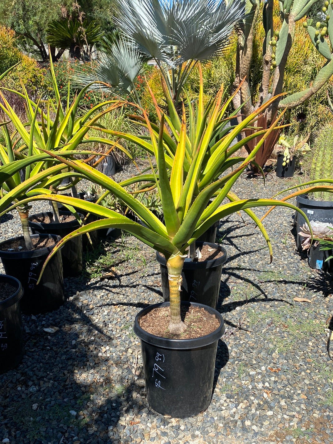 Aloe bainesii – The Madd Potter