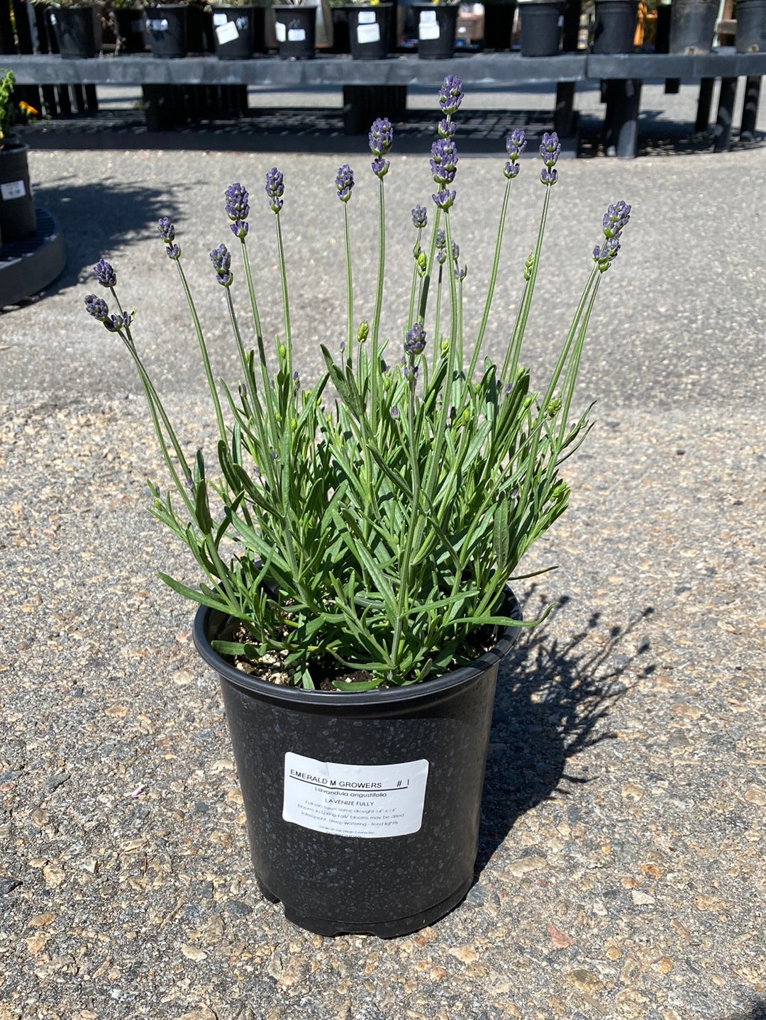 lavender size plant Lavandula angustifolia 'La Venize Fully' – The Madd Potter