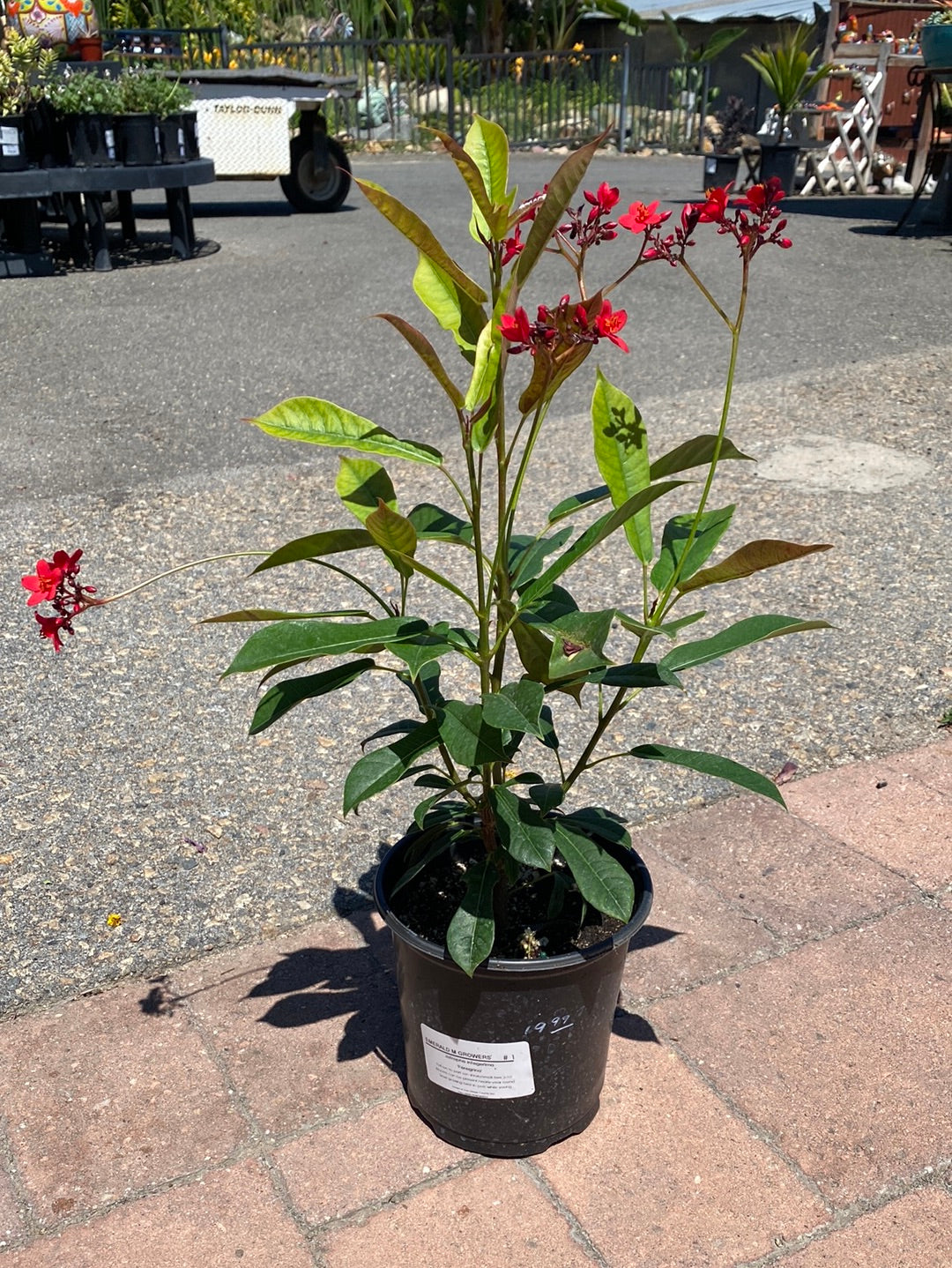 Jatropha integerrima – The Madd Potter