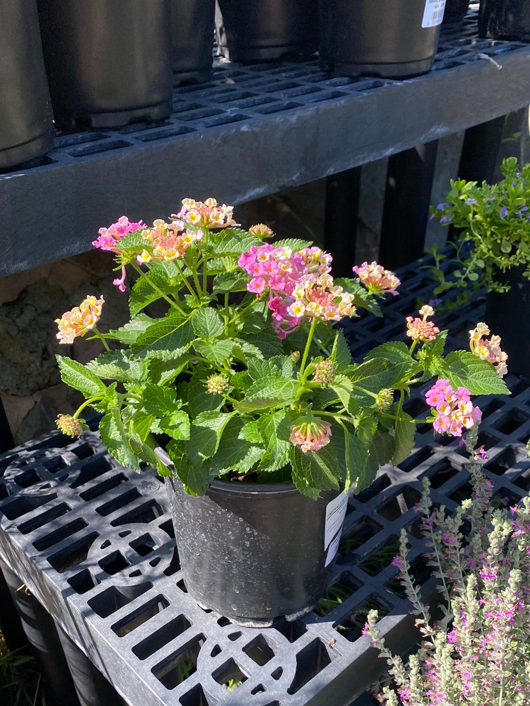 bandana lantana plant Lantana camara 'Bandana Pink' – The Madd Potter