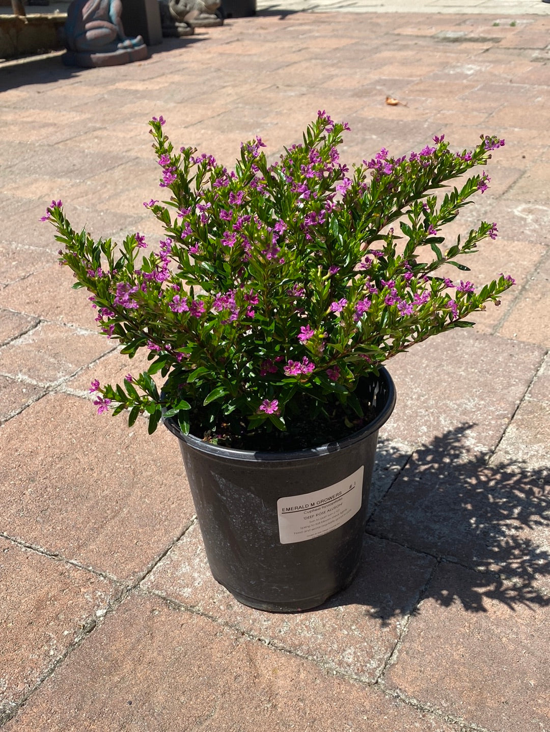 deep rose plant pots Cuphea hyssopifolia 'Deep Rose' – The Madd Potter
