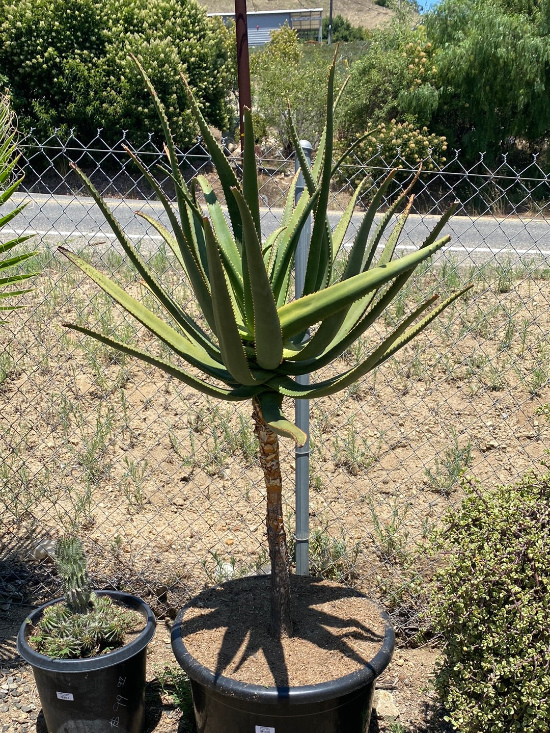 Aloe rupestris – The Madd Potter