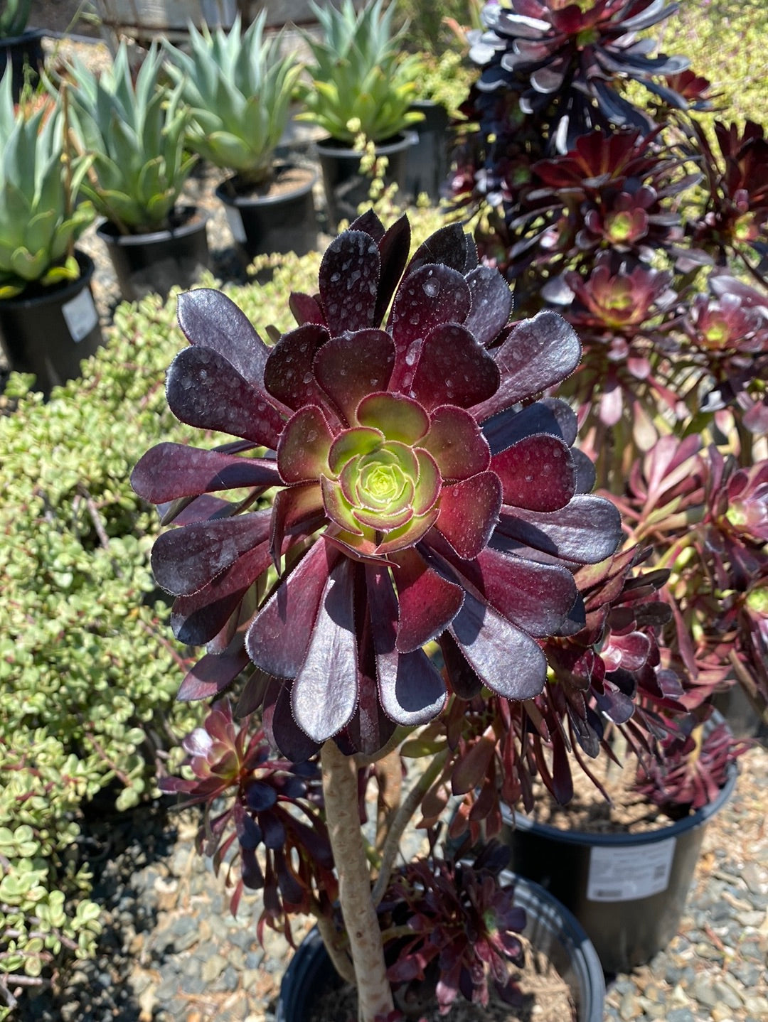 Aeonium arboreum 'Atropurpureum Black'