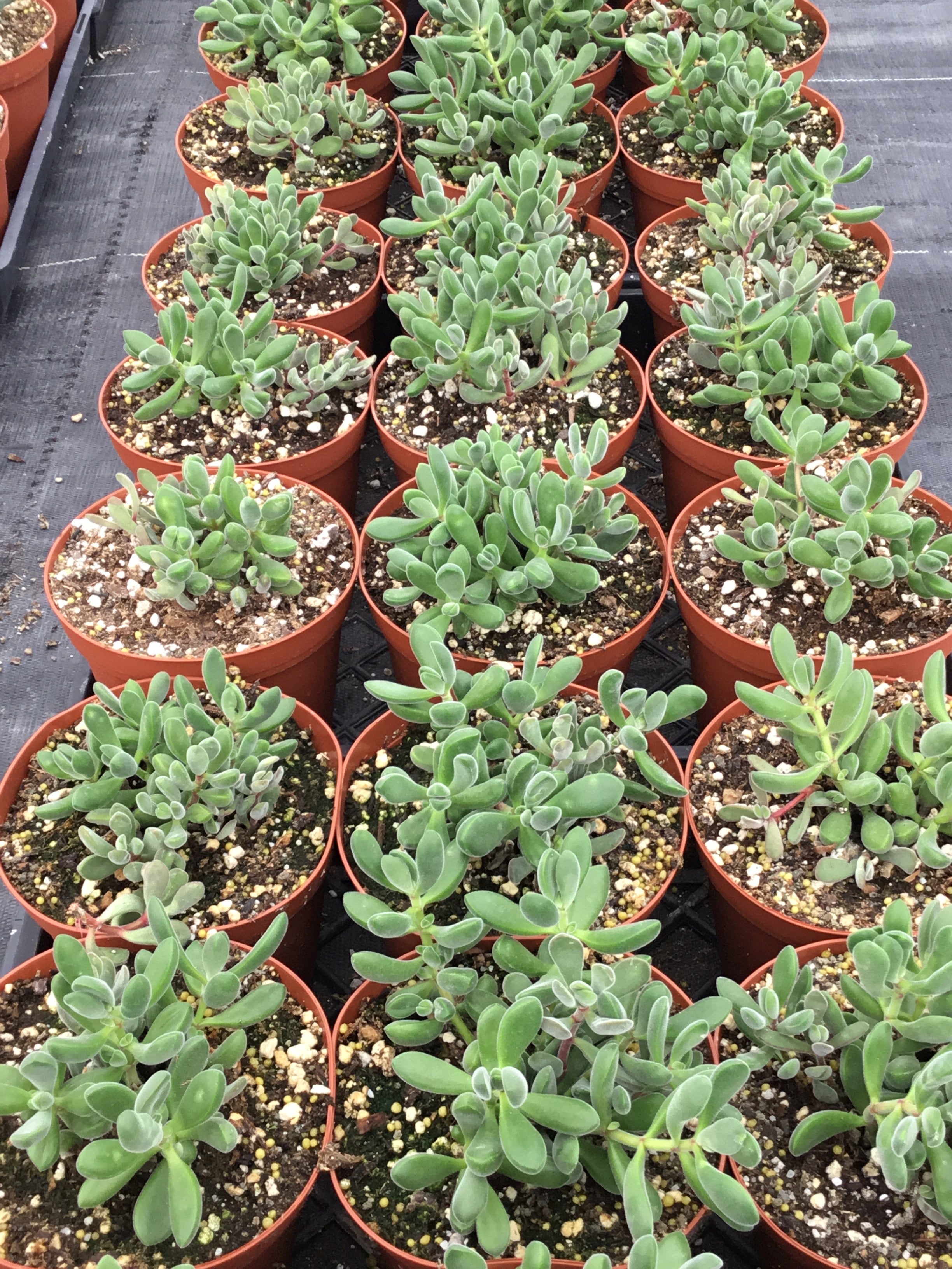 rogersii succulent Crassula rogersii – The Madd Potter