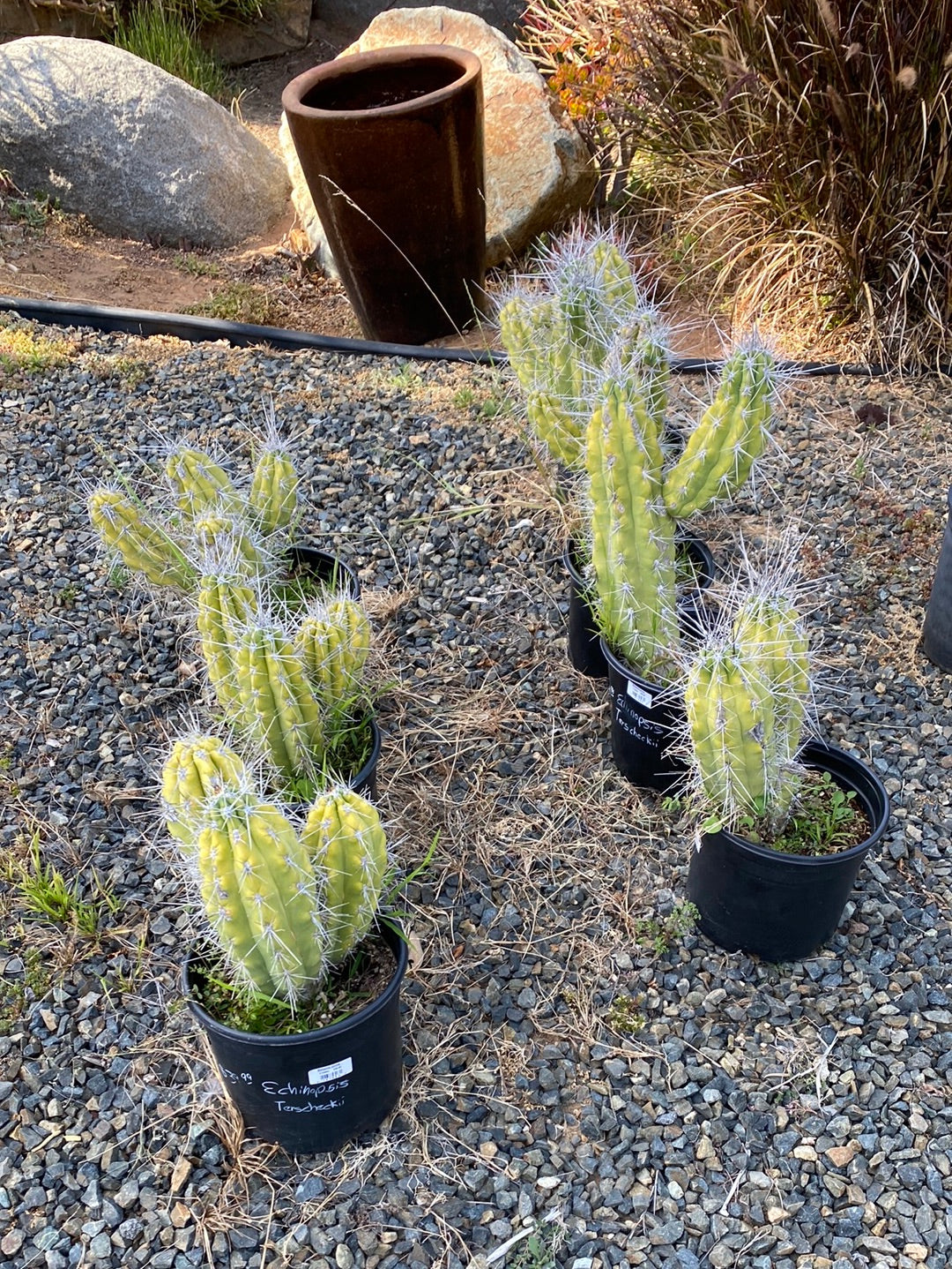 stetsonia cactus Stetsonia coryne – The Madd Potter