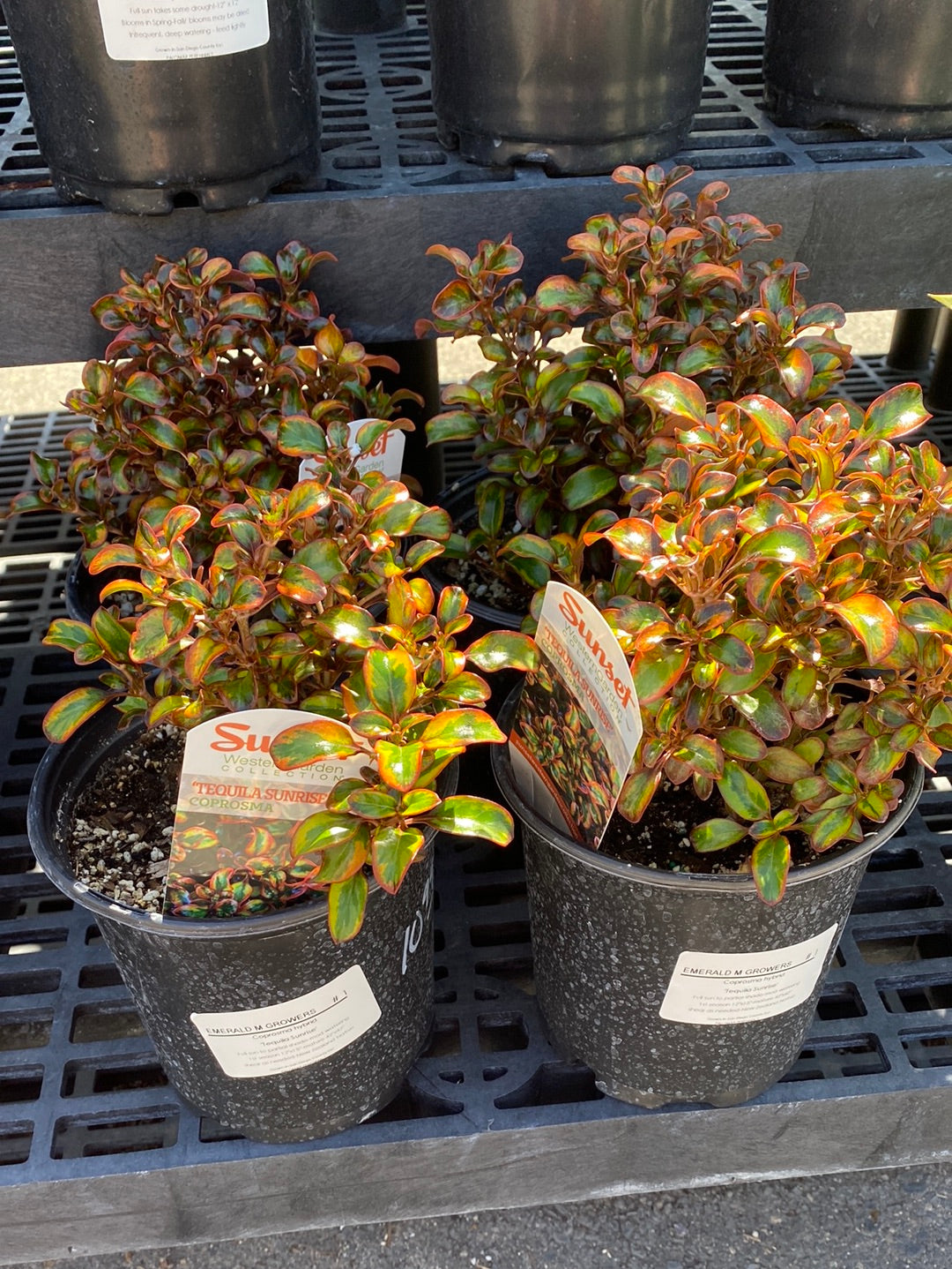 Coprosma hybrid 'Tequila Sunrise' – The Madd Potter