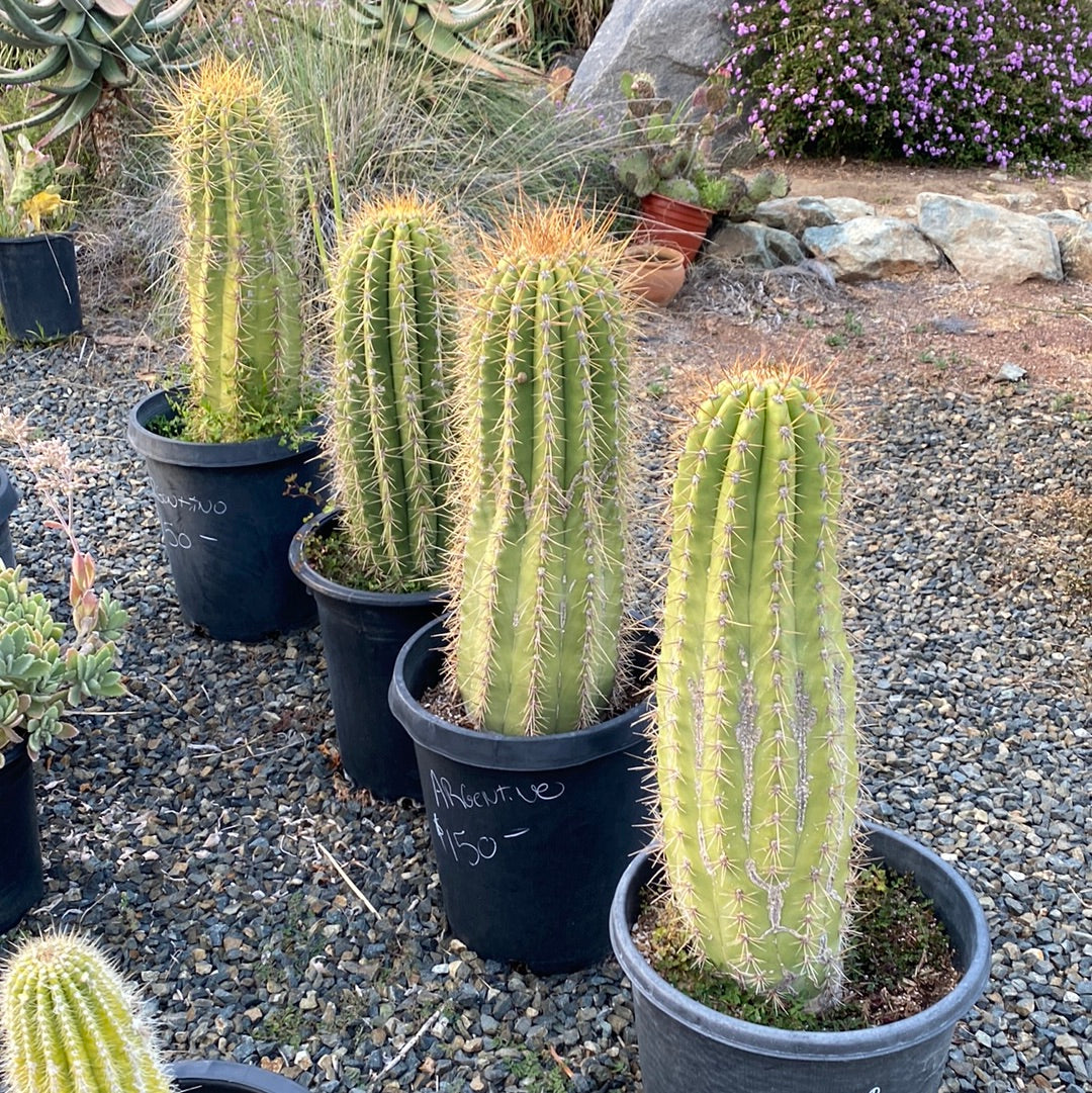 terscheckii cactus Echinopsis terscheckii – The Madd Potter