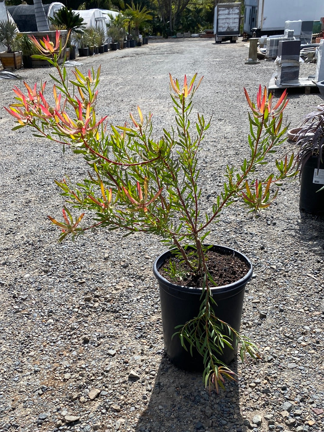 Leucadendron salignum – The Madd Potter