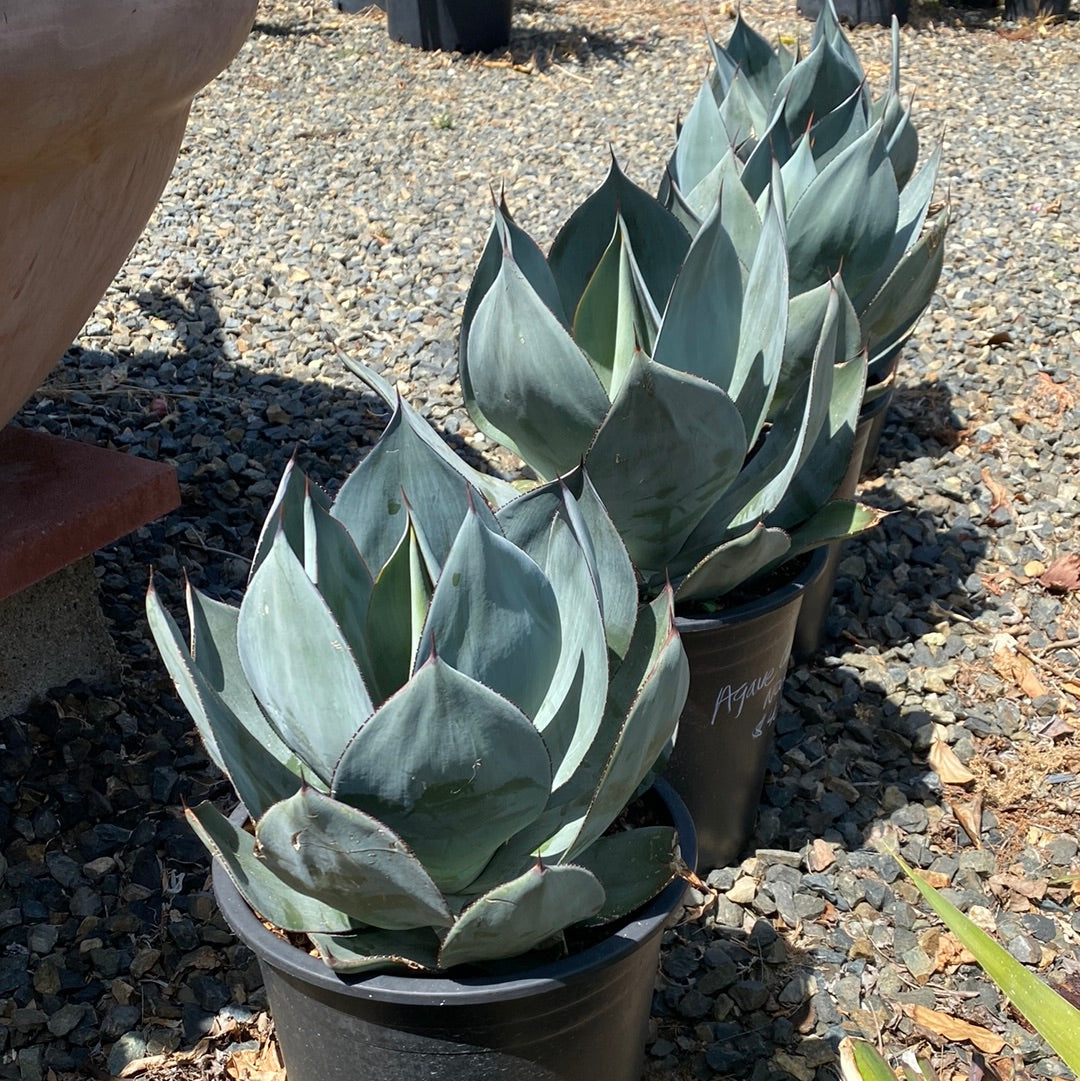 Agave celsii 'Nova' – The Madd Potter