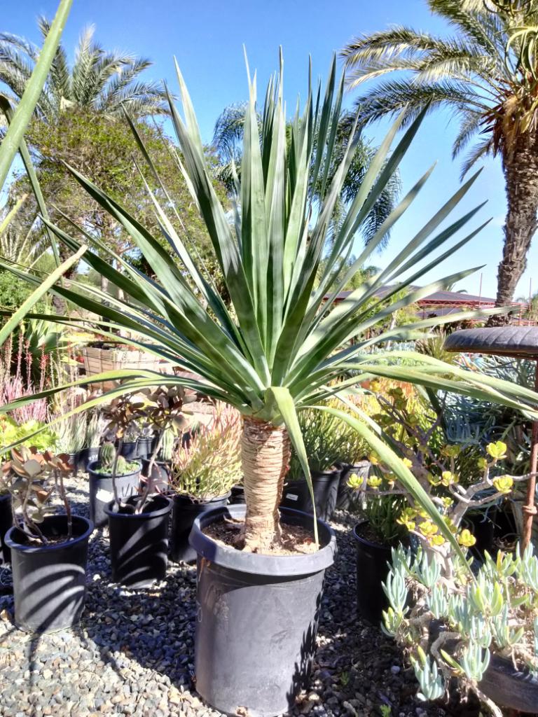 Dracaena Draco – The Madd Potter
