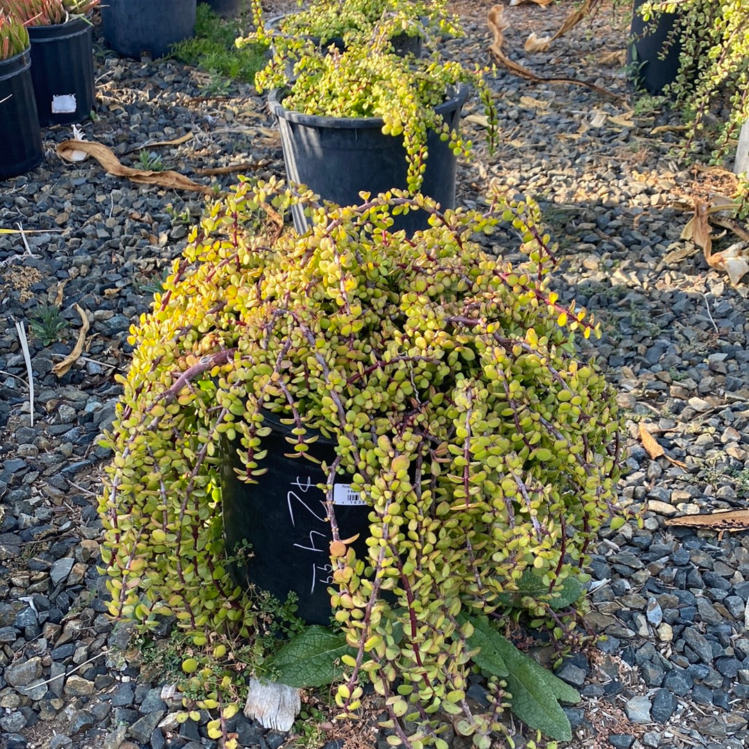 portulacaria afra 'aurea' Portulacaria afra 'Minima' – The Madd Potter
