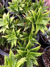 Load image into Gallery viewer, Aloe dorotheae