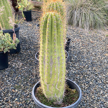 Load image into Gallery viewer, Echinopsis terscheckii