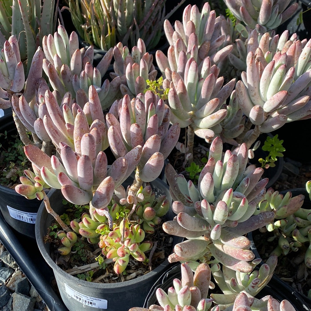 cotyledon succulent Cotyledon orbiculata 'Oophylla' – The Madd Potter