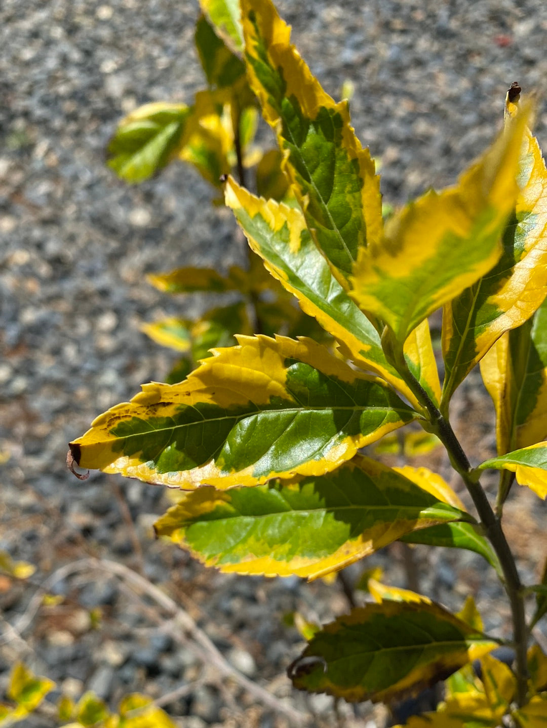 Duranta erecta 'Variegated' – The Madd Potter
