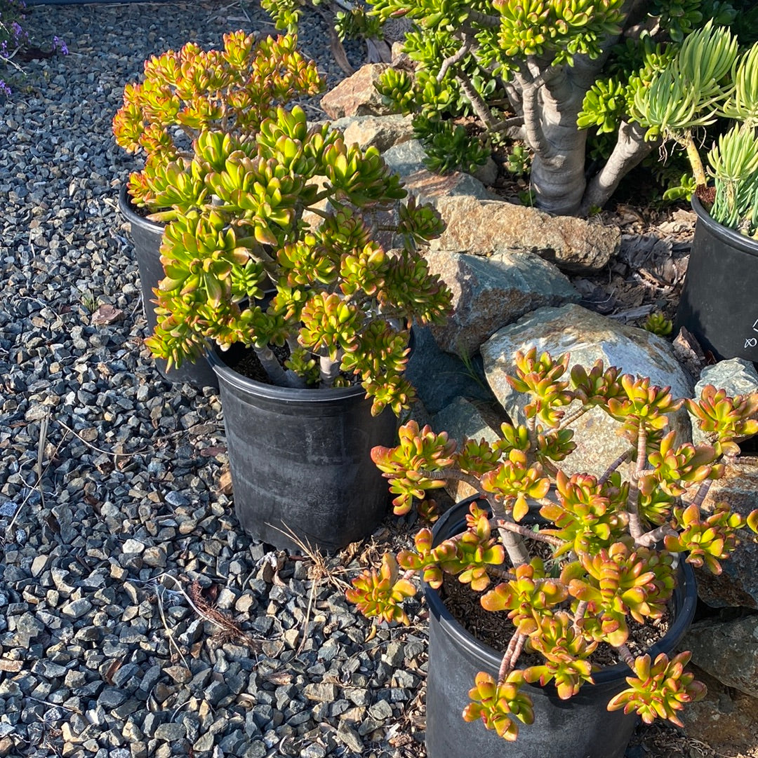 jade plant growth rate Crassula ovata – The Madd Potter
