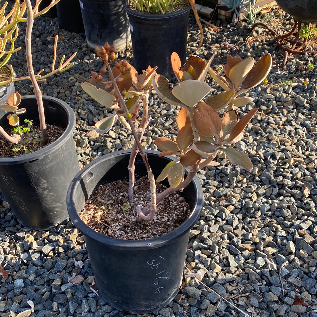 Kalanchoe orgyalis – The Madd Potter