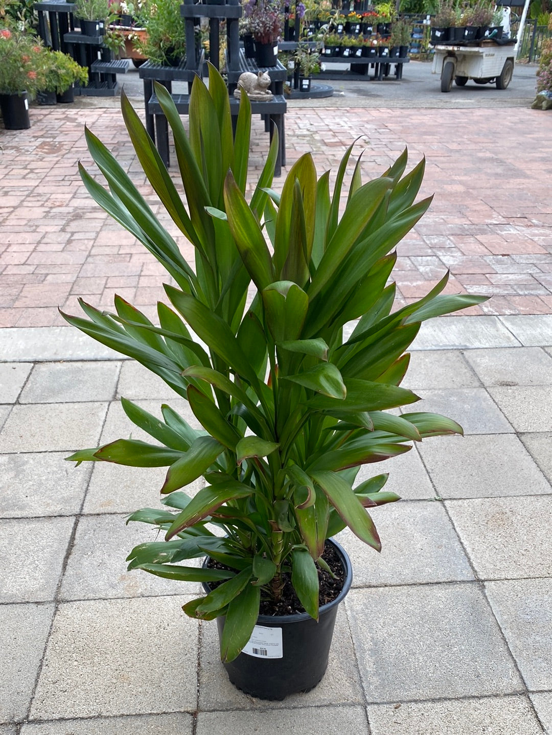 Cordyline Glauca – The Madd Potter