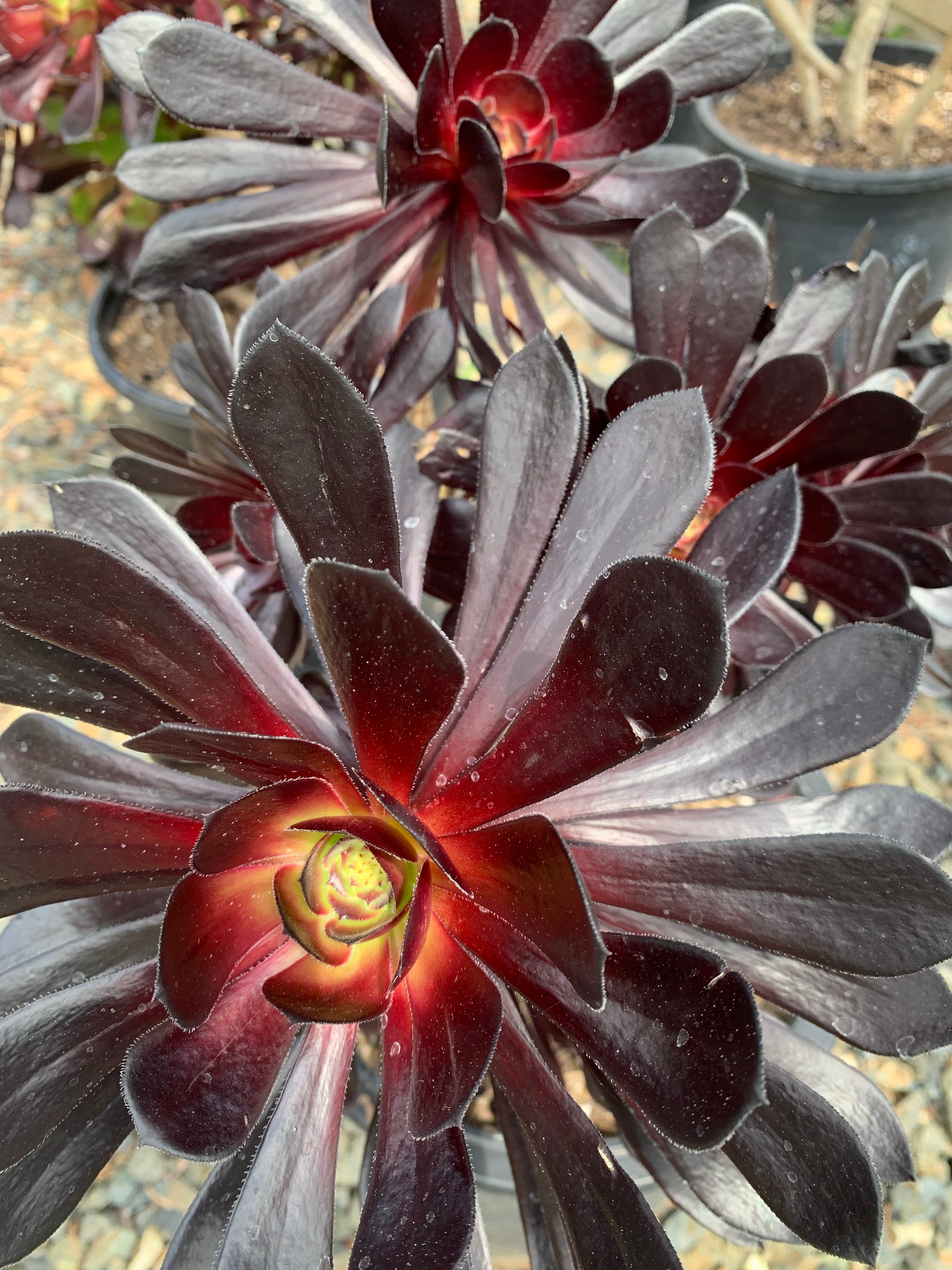 aeonium black rose succulent Aeonium arboreum 'Zwartkop' – The Madd Potter