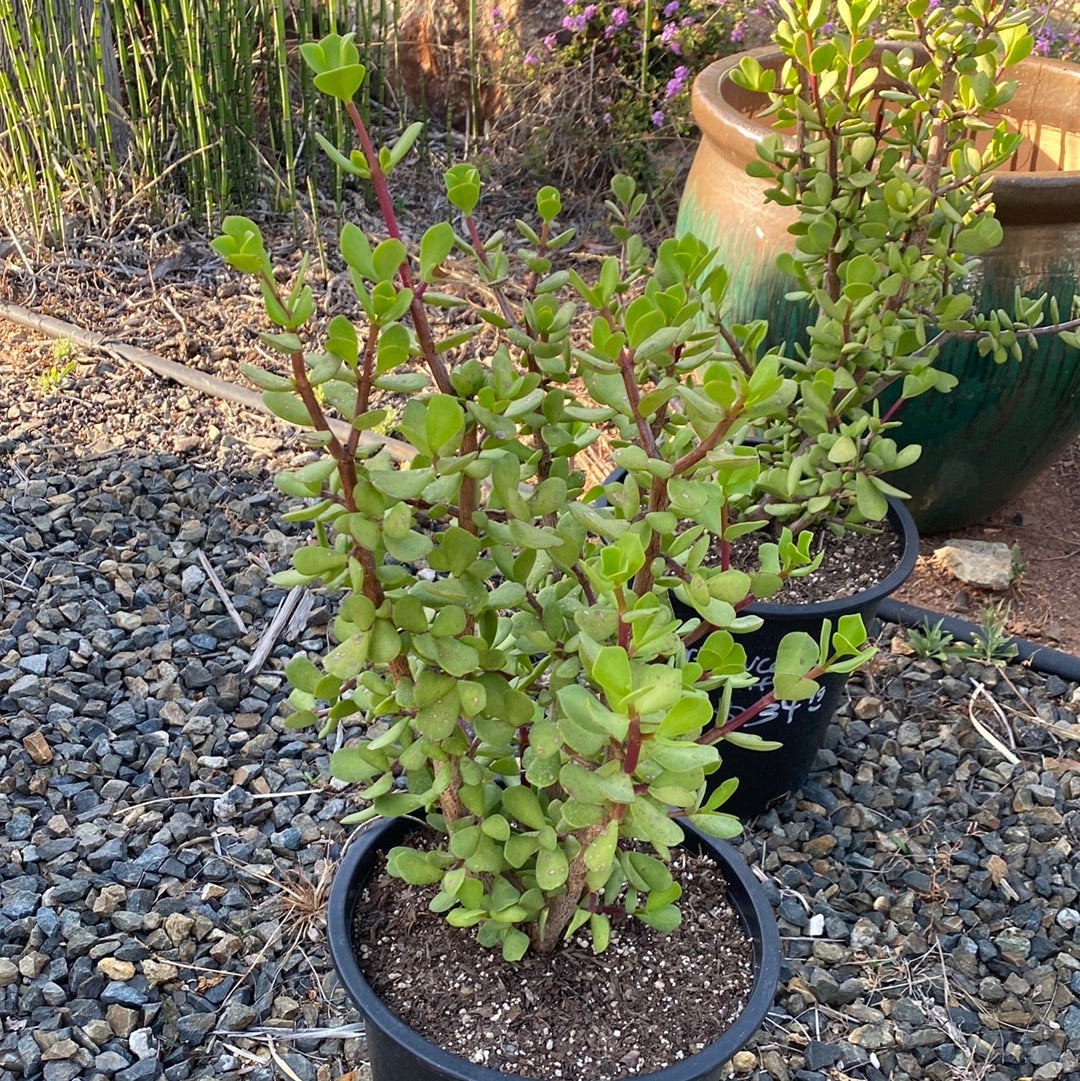Portulacaria afra 'Macrophylla' – The Madd Potter