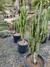 Load image into Gallery viewer, Euphorbia trigona