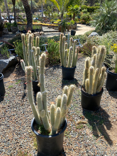 Cleistocactus hyalacanthus