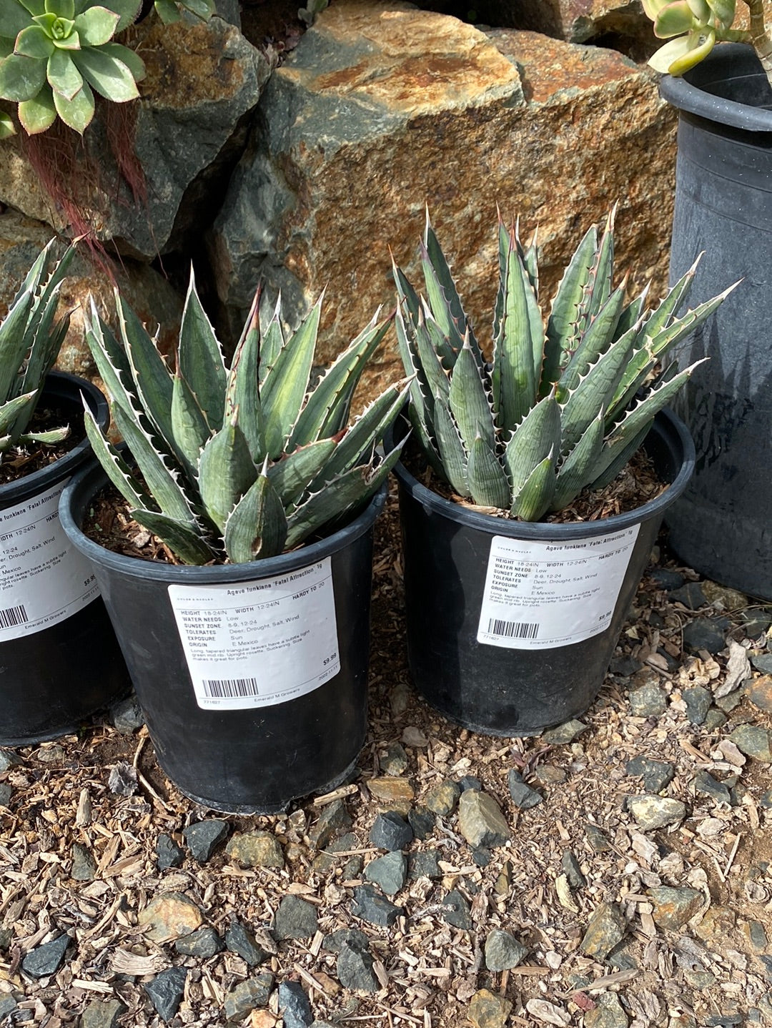 Agave funkiana – The Madd Potter