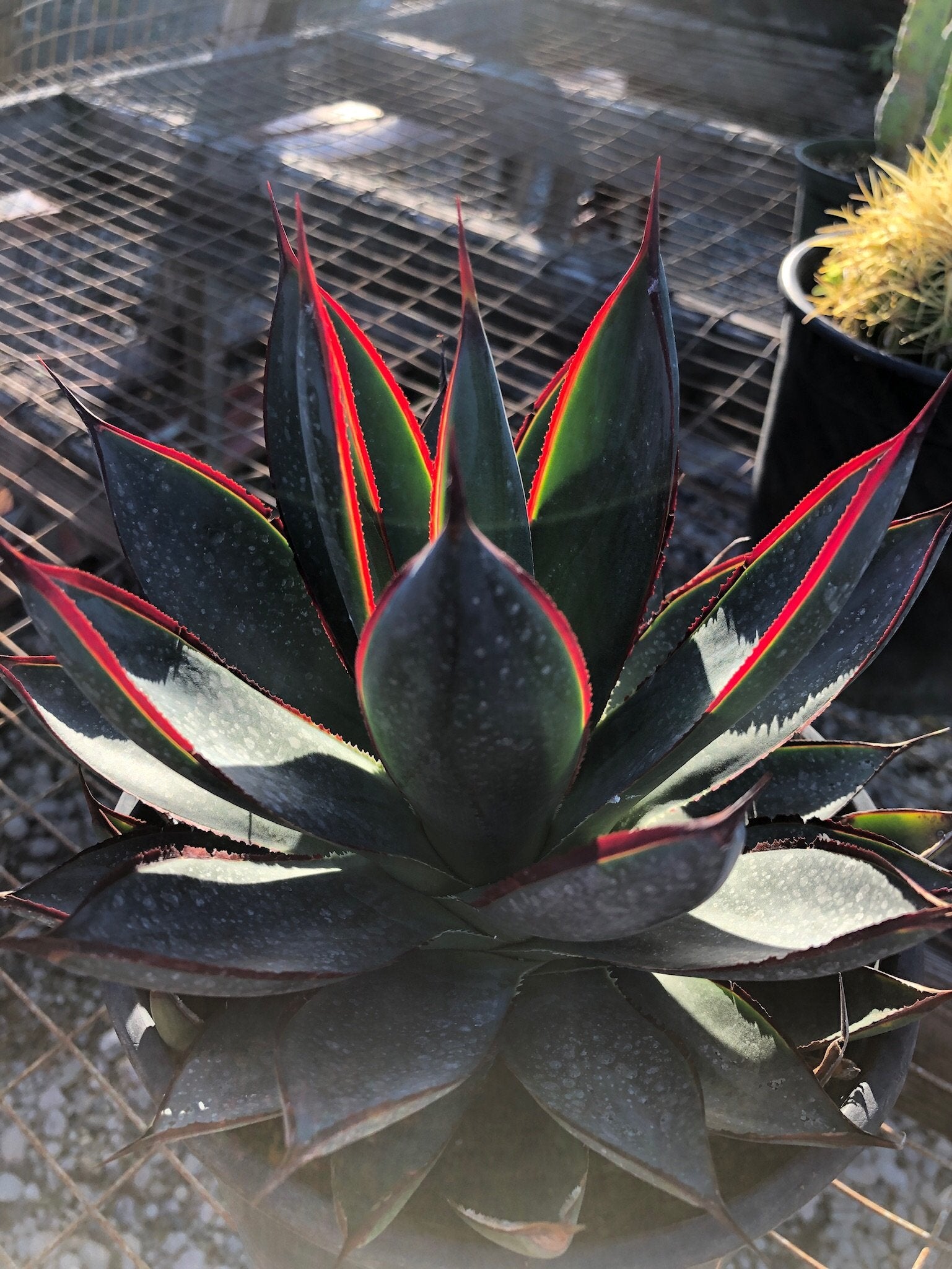 agave blue glow succulent Agave 'Blue Glow' – The Madd Potter