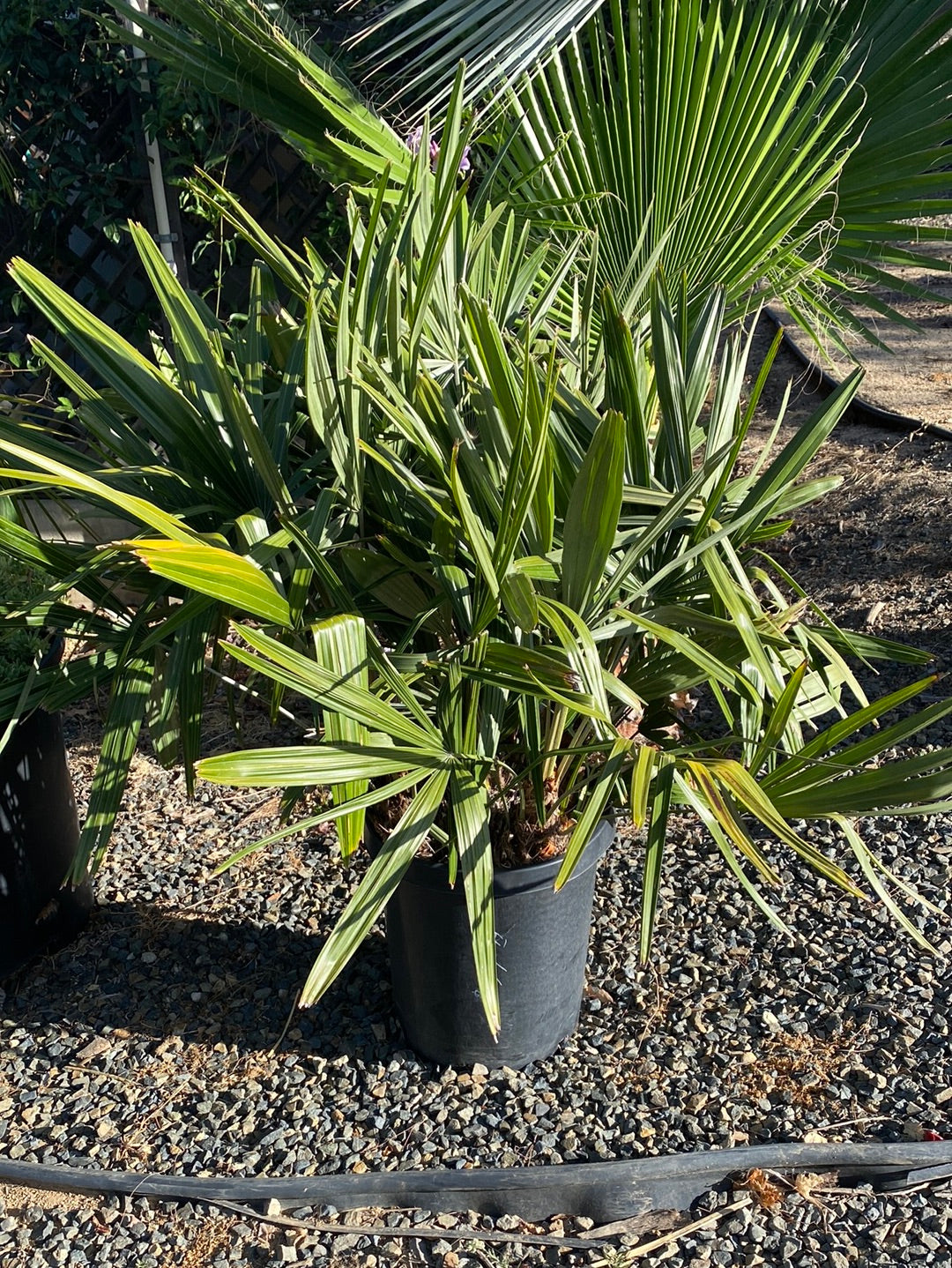 Rhapidophyllum hystrix – The Madd Potter