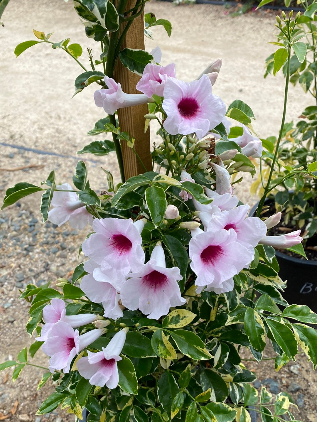 Pandorea jasminoides ‘Variegated’