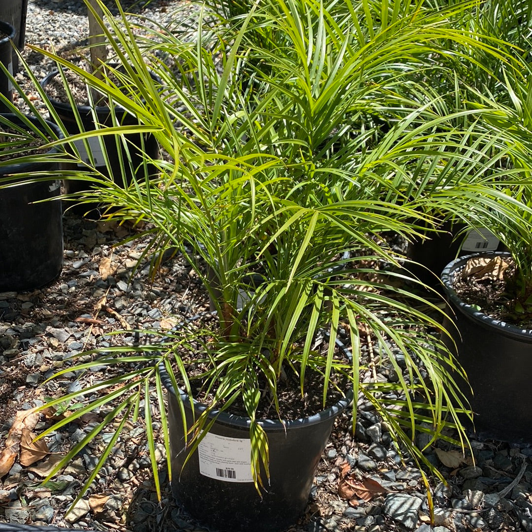plant phoenix roebelenii palm Phoenix roebelenii – The Madd Potter