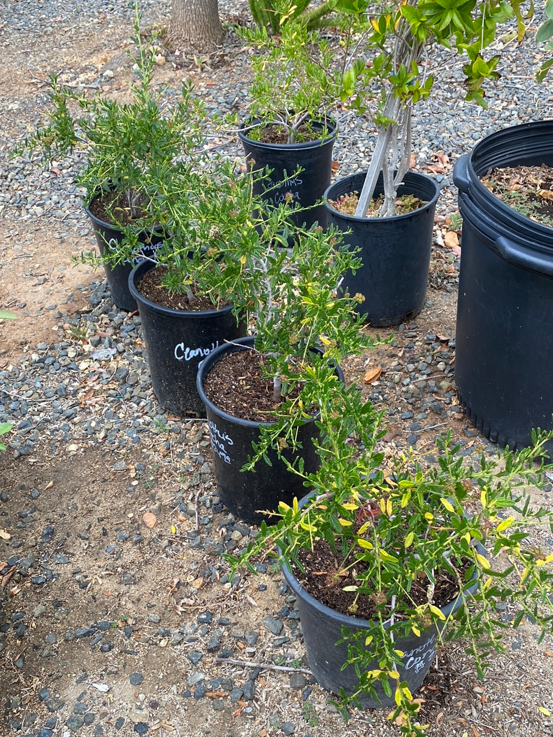 can you plant ceanothus in a pot Ceanothus 'Concha' – The Madd Potter