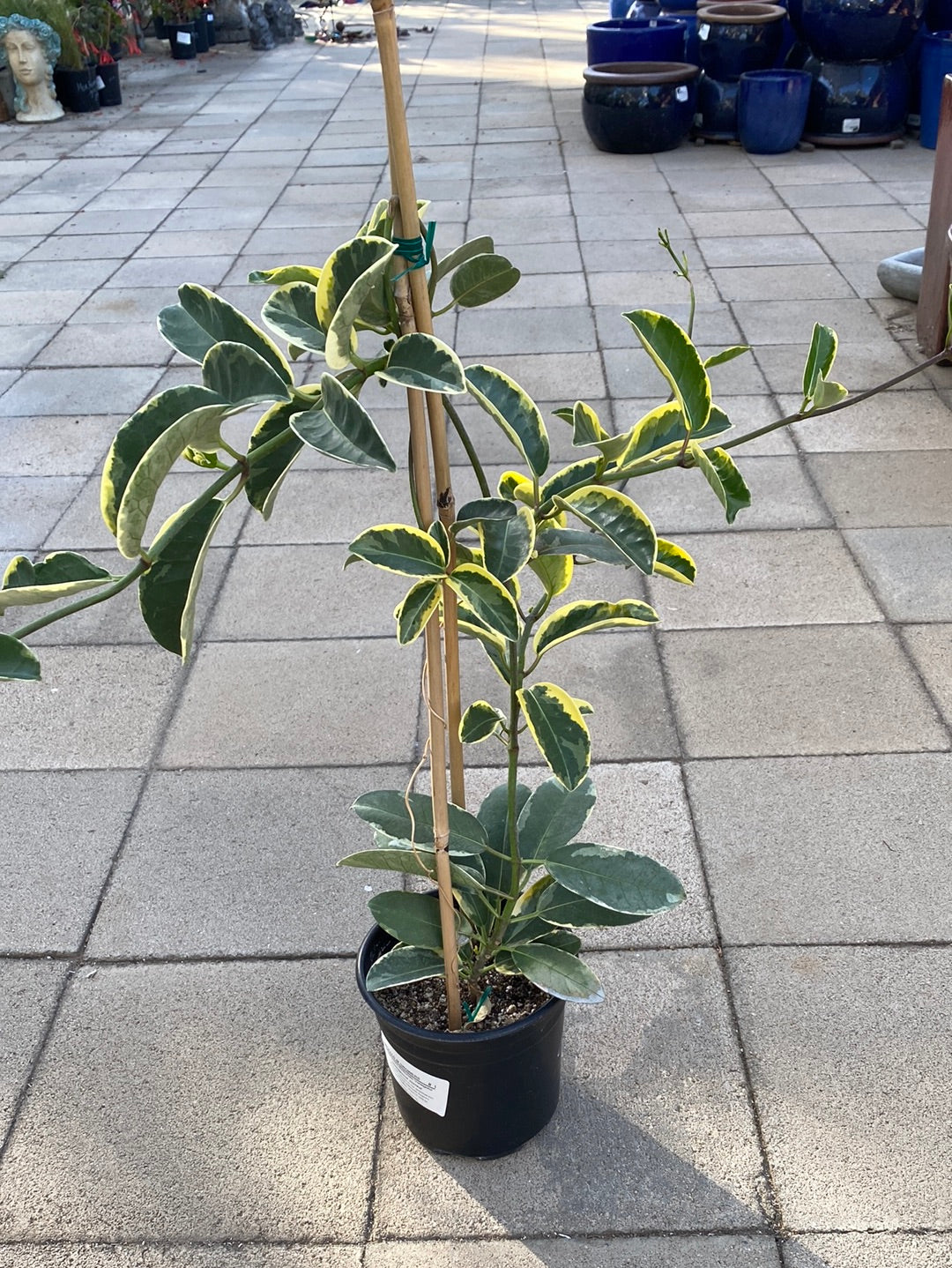 Stephanotis floribunda 'Variegata' – The Madd Potter