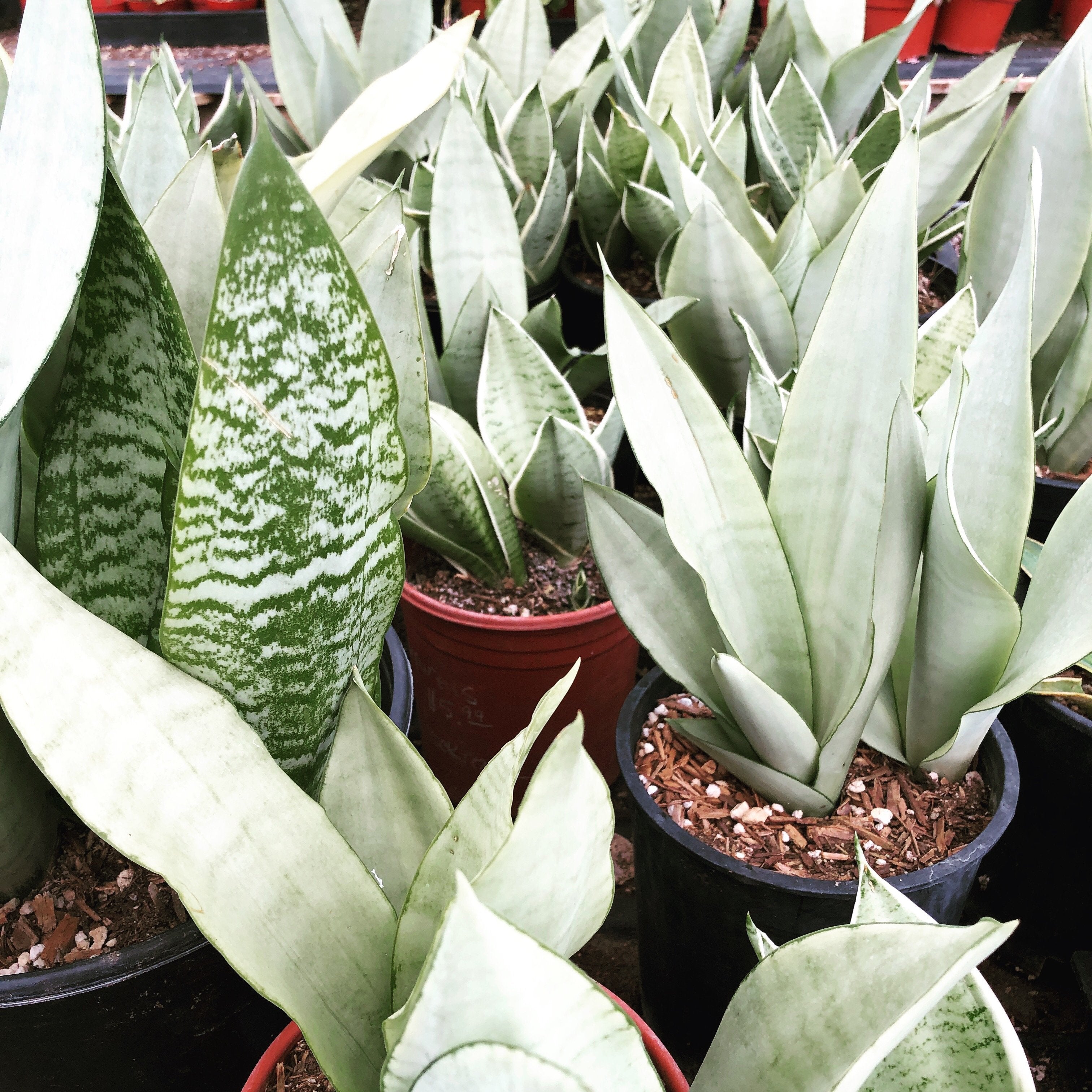 Sansevieria trifasciata 'Moonshine' – The Madd Potter