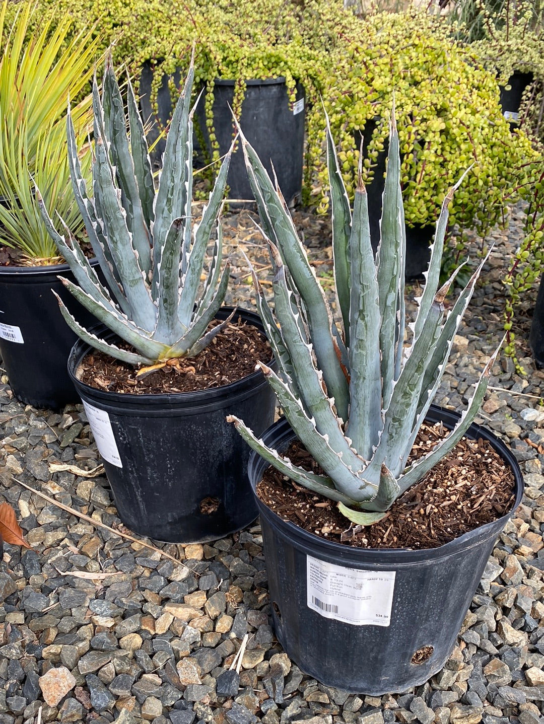 Agave xylonacantha 'Swordfish' – The Madd Potter