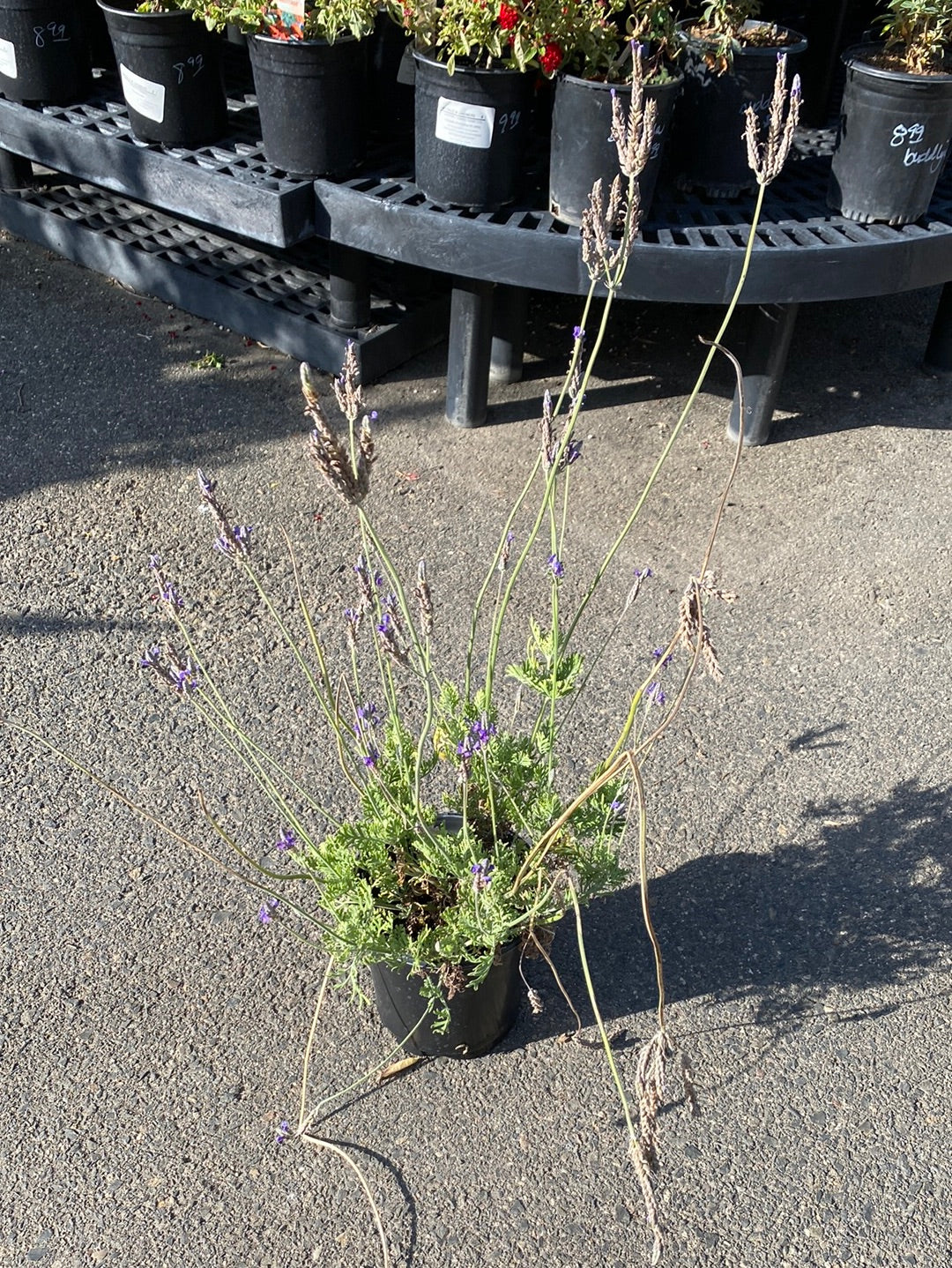 lavender pinnata plant Lavandula pinnata 'Multifida' – The Madd Potter