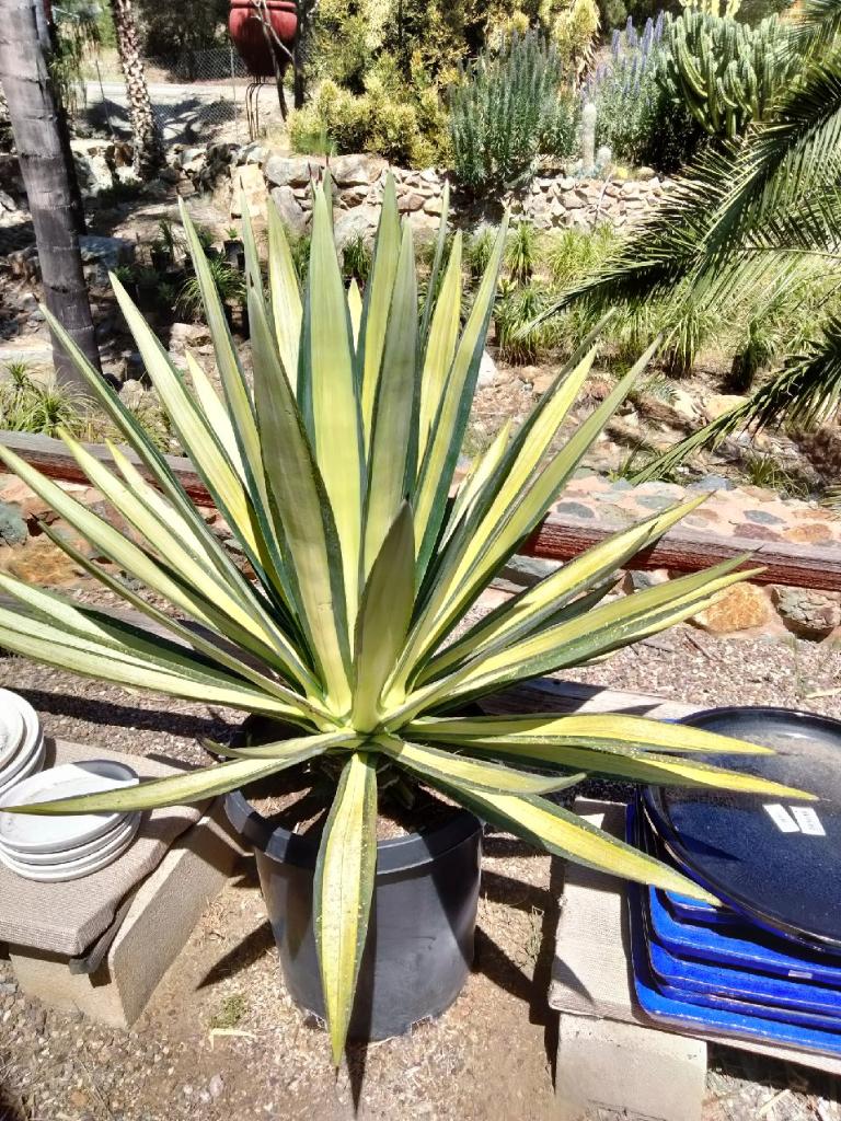 Agave sisalana 'Mediopicata' – The Madd Potter