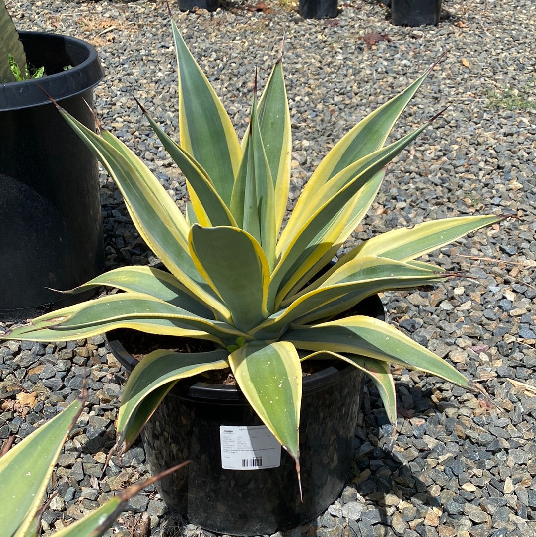 Agave weberi 'Arizona Star' – The Madd Potter