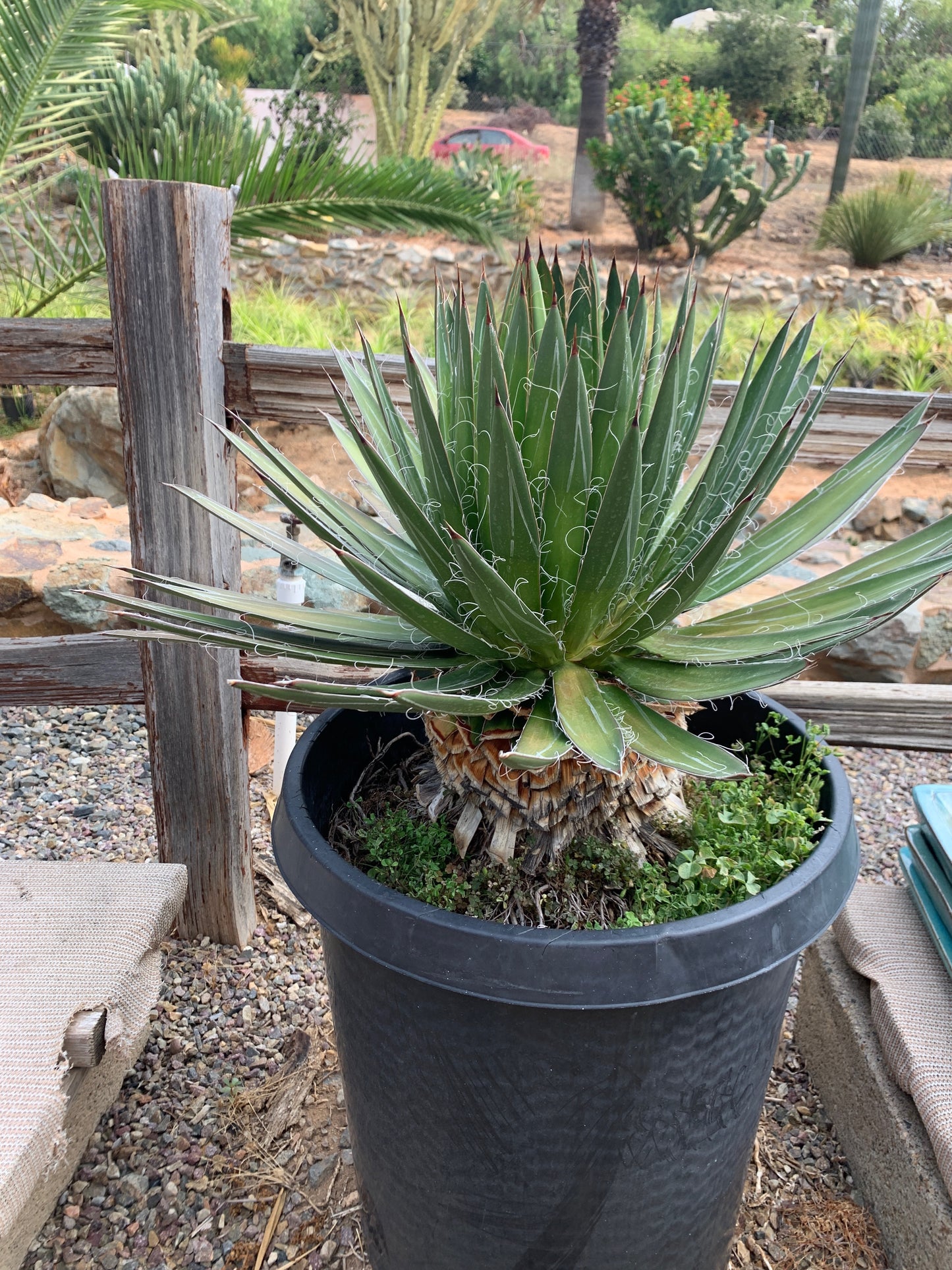 Agave filifera