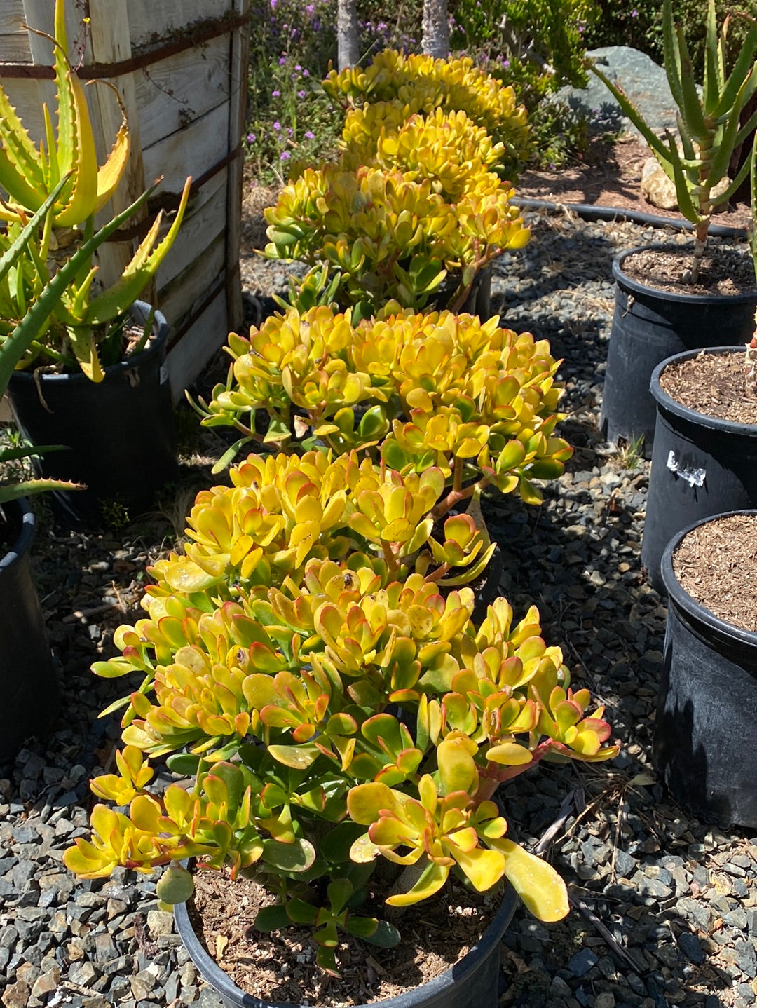 Crassula ovata 'Hummel's Sunet' – The Madd Potter