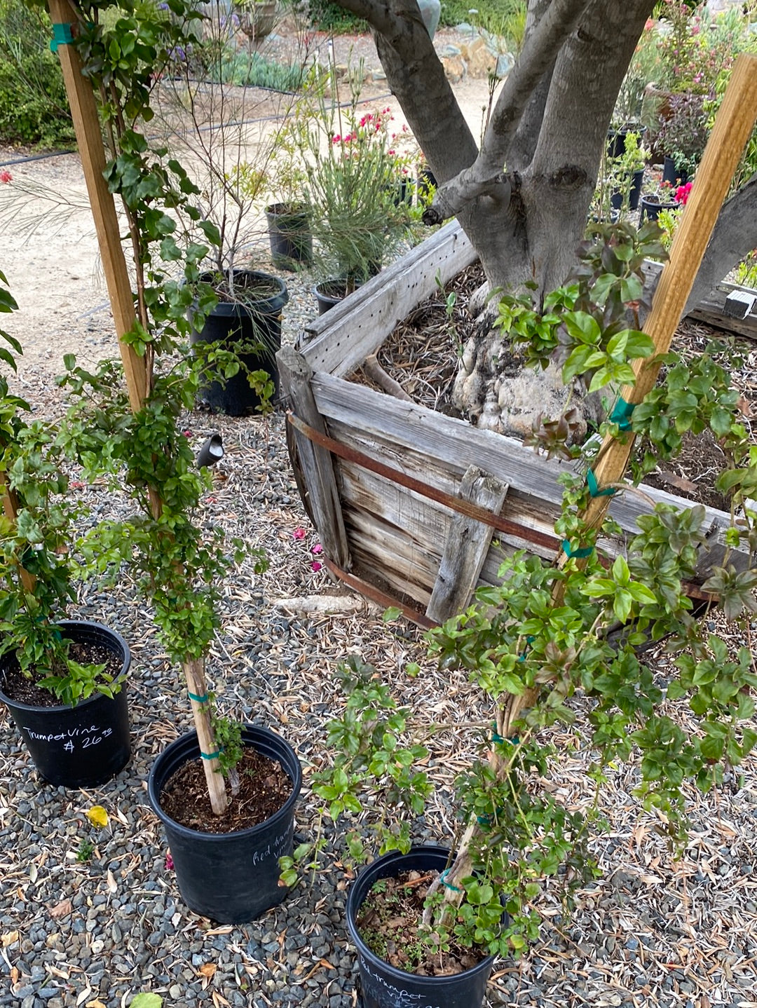 Campsis radicans ‘Red Trumpet Vine’
