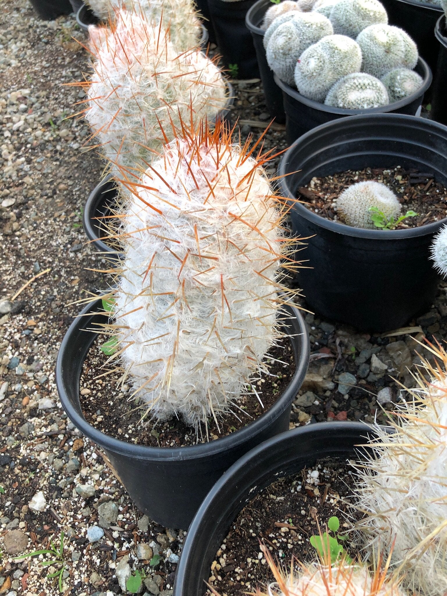 Oreocereus trollii – The Madd Potter