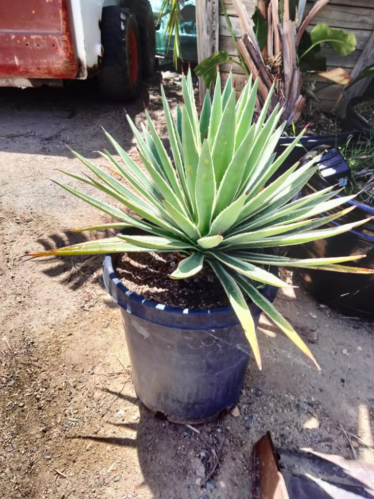 Agave angustifolia 'Marginata' – The Madd Potter
