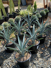 Load image into Gallery viewer, Agave tequilana