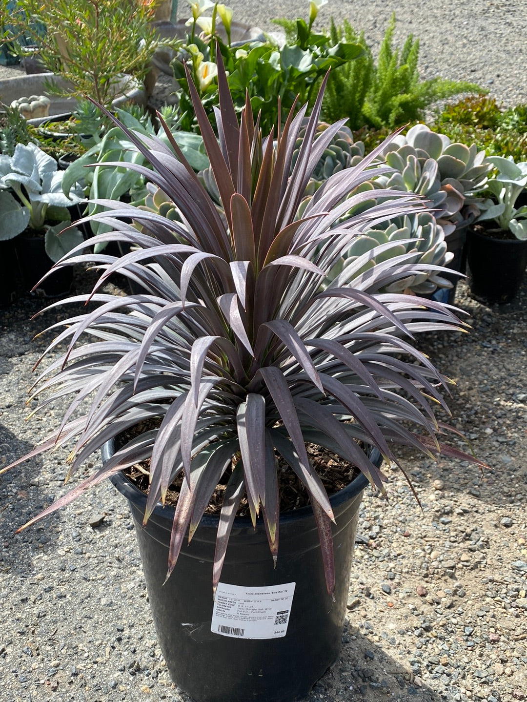 Yucca desmetiana – The Madd Potter