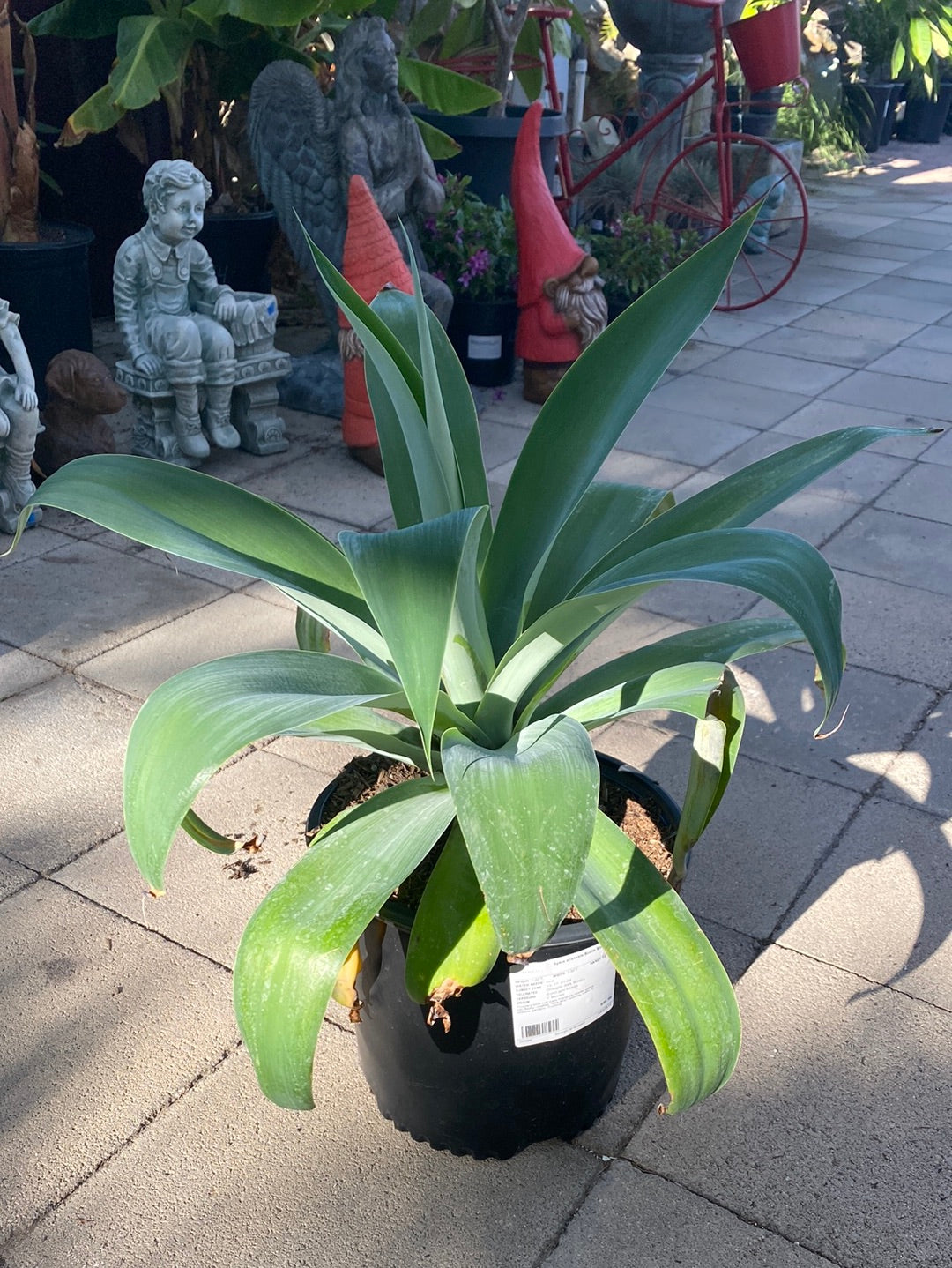agave attenuata boutin blue Agave attenuata 'Boutin Blue' – The Madd Potter