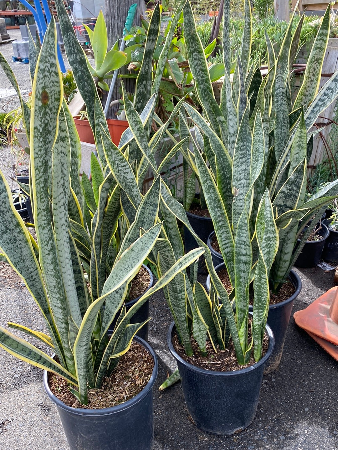 sansevieria trifasciata variegated Sansevieria trifasciata – The Madd Potter
