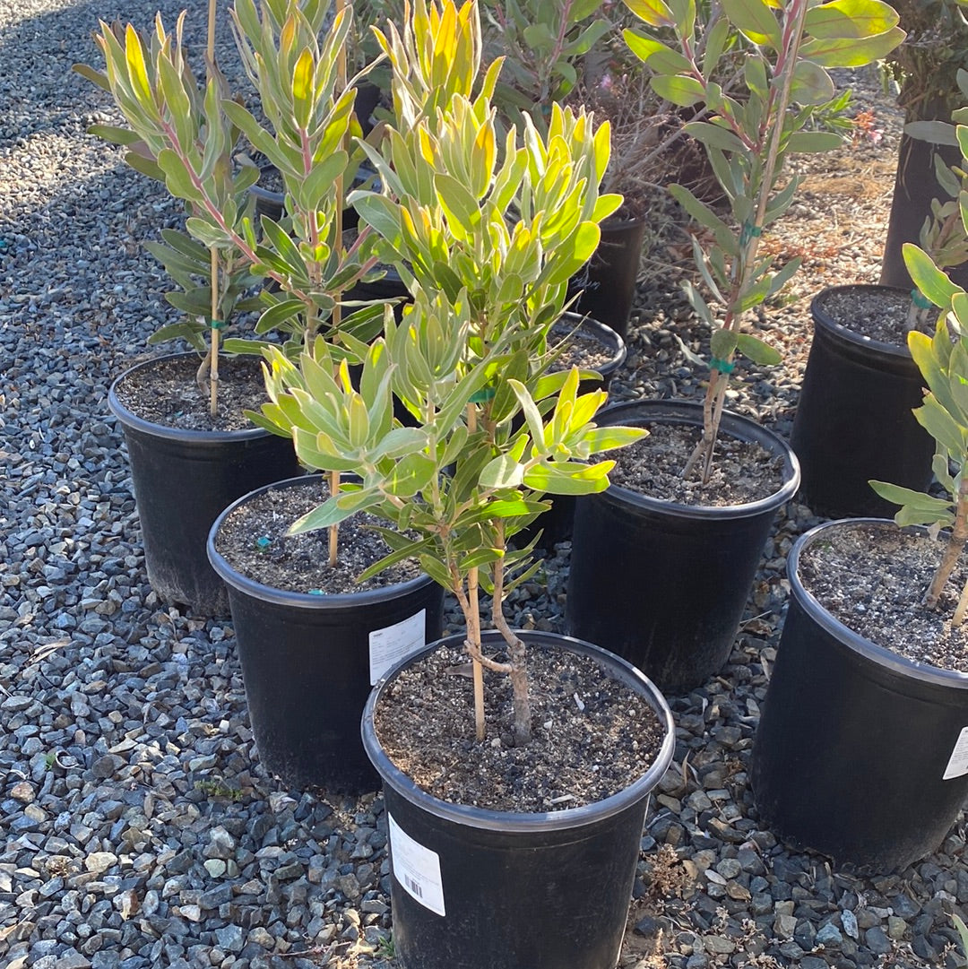 protea plant in pot Protea Brenda – The Madd Potter