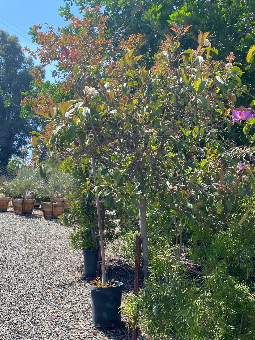 Photinia x fraseri – The Madd Potter