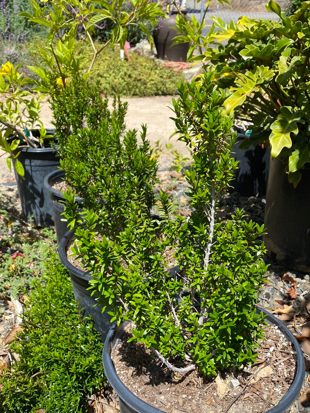 Myrtus communis – The Madd Potter
